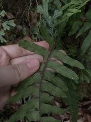 Microlepia hookeriana