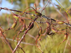 Grevillea dryandri