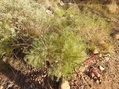 Grevillea dryandri
