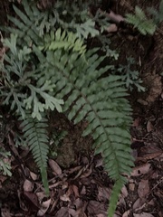 Microlepia hookeriana