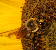Bombus griseocollis
