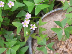 Oxalis latifolia
