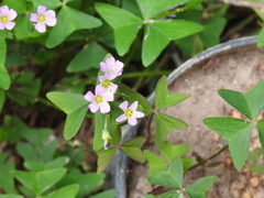 Oxalis latifolia