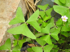 Oxalis latifolia