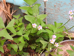 Oxalis latifolia
