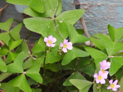 Oxalis latifolia