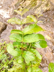 Terminalia paniculata