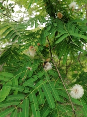 Chauliognathus distinguendus