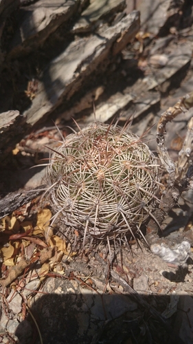 Coryphantha cornifera