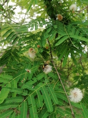 Chauliognathus distinguendus