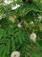 Chauliognathus distinguendus