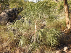 Livistona inermis