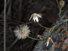 Peripleura hispidula