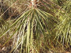 Livistona inermis