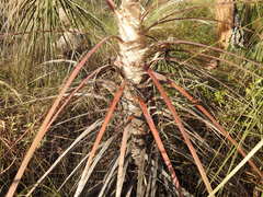 Livistona inermis