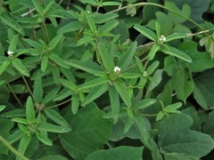 Croton glandulosus septentrionalis