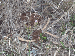 Peripleura hispidula