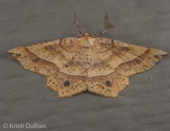 Euchlaena tigrinaria