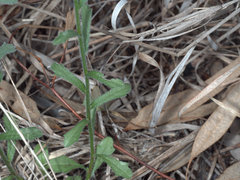 Peripleura hispidula