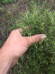 Apiastrum angustifolium