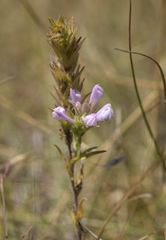 Orthocarpus bracteosus