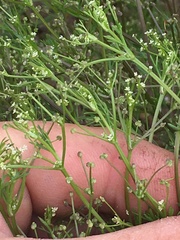 Apiastrum angustifolium
