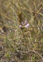 Orthocarpus bracteosus