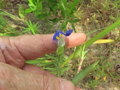 Commelina erecta deamiana