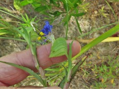 Commelina erecta deamiana