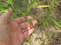Commelina erecta deamiana