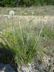 Marshallia caespitosa