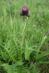 Cirsium rivulare