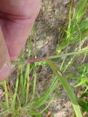 Commelina erecta deamiana