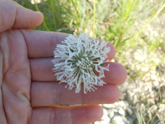 Marshallia caespitosa