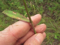 Commelina erecta deamiana