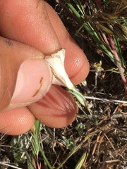 Linanthus dichotomus