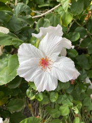 Hibiscus arnottianus