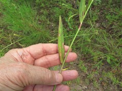 Commelina erecta deamiana