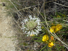 Marshallia caespitosa