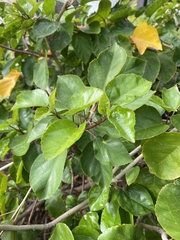 Hibiscus arnottianus