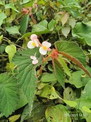 Begonia bangii