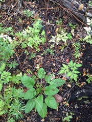 Adenocaulon chilense