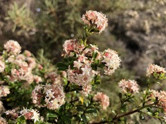 Pomaderris obcordata