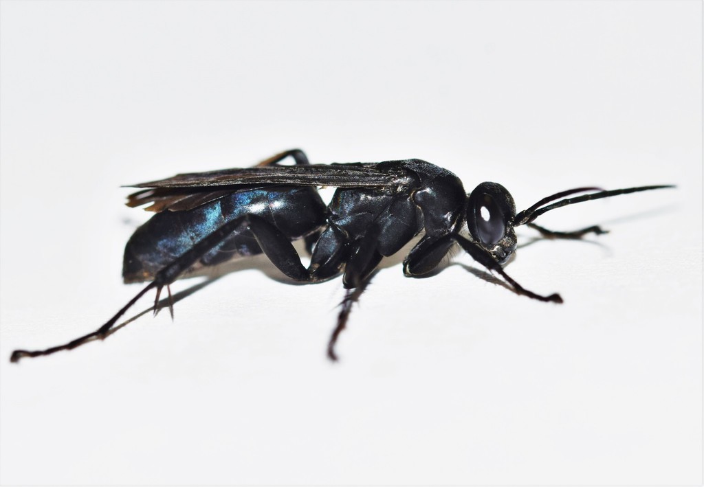 Anoplius nigritus