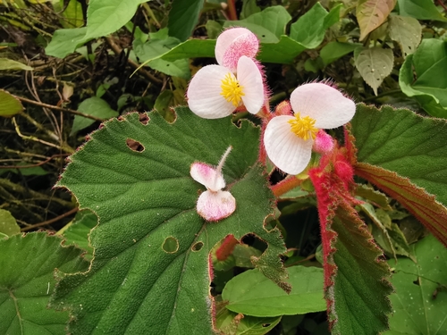 Begonia chaetocarpa