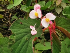 Begonia bangii