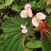 Begonia bangii - Photo (c) jose_balderrama, some rights reserved (CC BY-NC), uploaded by jose_balderrama