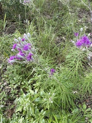 Vernonia lindheimeri