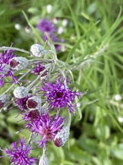 Vernonia lindheimeri