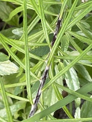 Vernonia lindheimeri